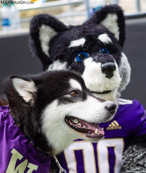 Harry: Not Just a Mascot, but a Furry Friend to Students